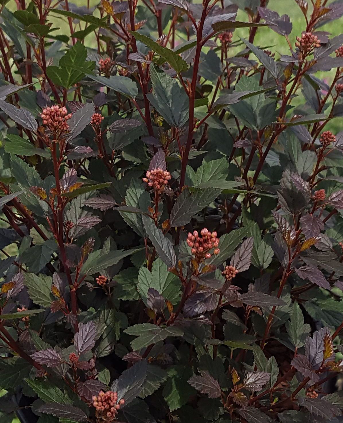 Physocarpus opulifolius 'Little Joker'